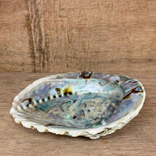 Load image into Gallery viewer, Pearl Shell
