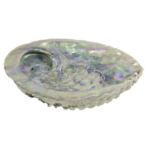 Pearl Shell