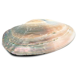 Pearl Shell