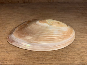 Pearl Shell