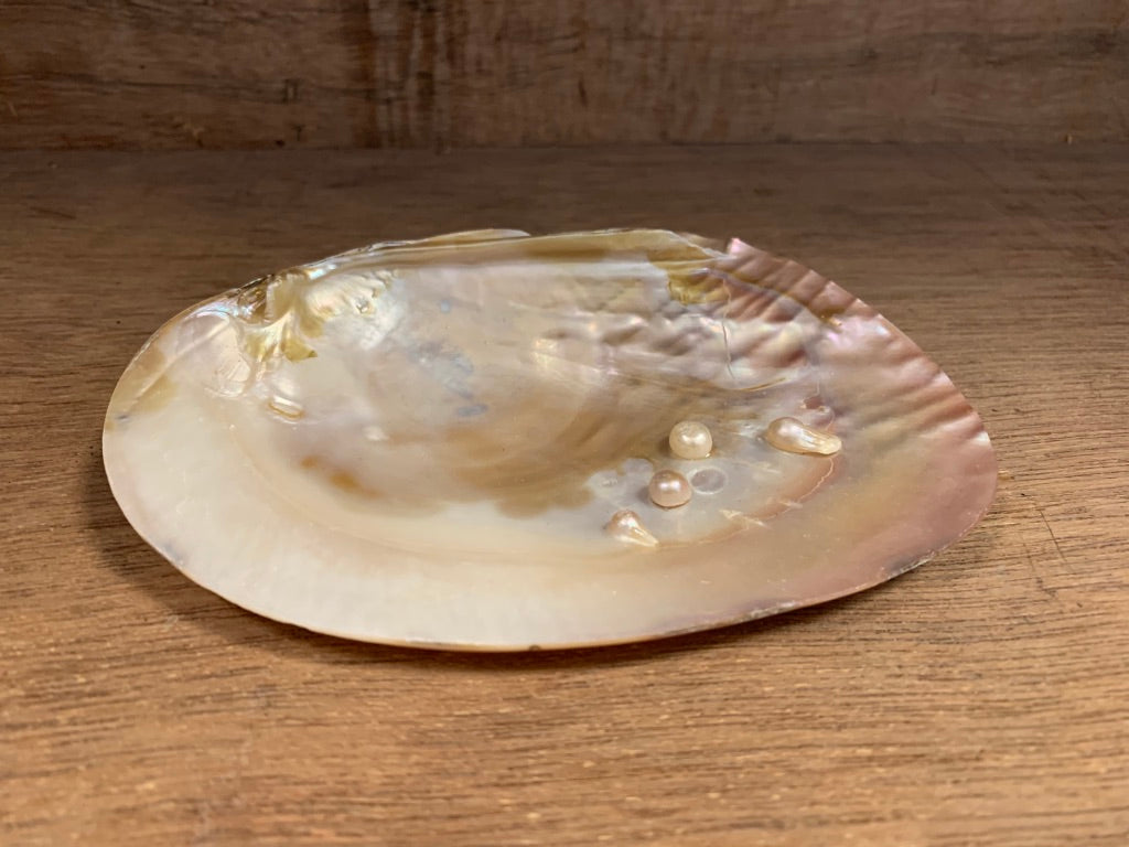 Pearl Shell